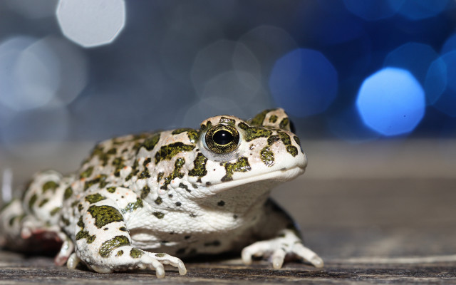 Frog wooden floor blurry lights free wallpaper - medium preview image