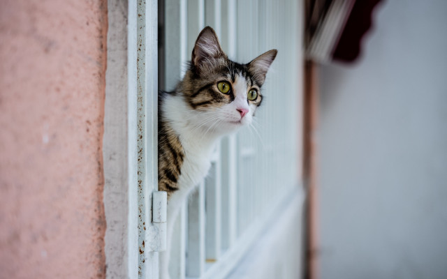 Cat window pink wall white free wallpaper - medium preview image