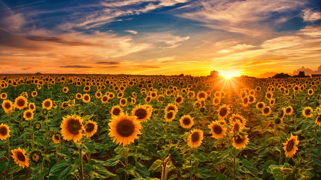 Sunflowers sunset clouds field orange free wallpaper - medium preview image