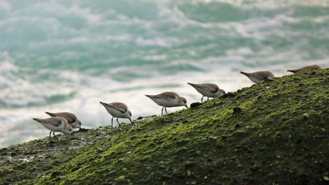 Birds mossy hill ocean waves free wallpaper - medium preview image