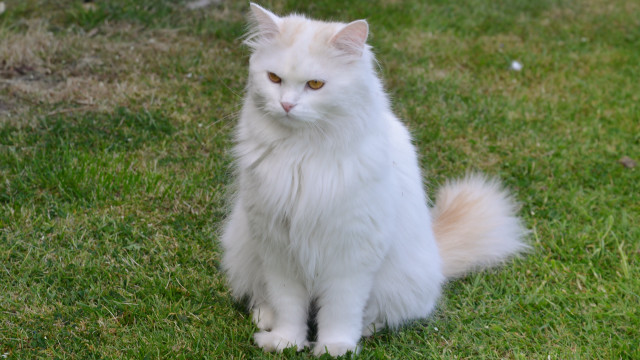 White cat green field bird free wallpaper - medium preview image