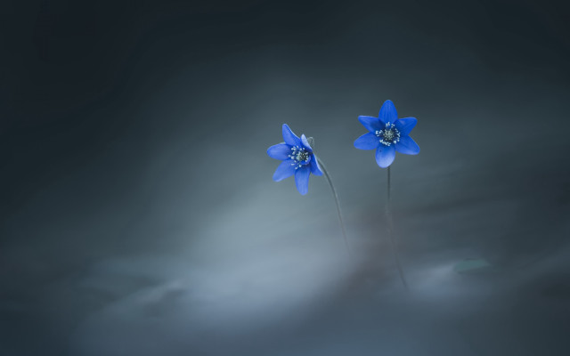 Blue flower butterfly cloud dark free wallpaper - medium preview image
