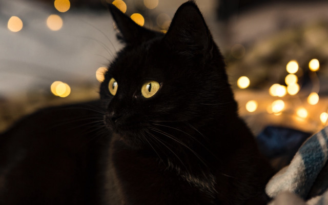 Black cat christmas moon bokeh free wallpaper - medium preview image