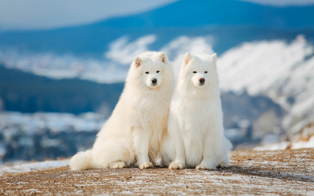White dogs snowy hill mountains free wallpaper - medium preview image