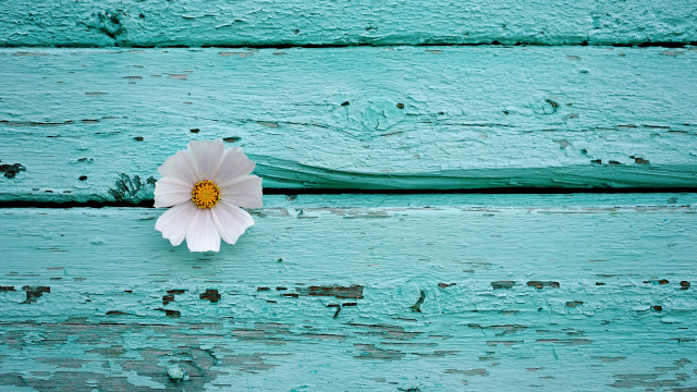 Flower wood aqua peeling minimalist free wallpaper - medium preview image