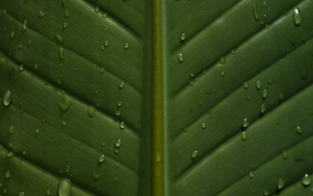 Green leaf water drops macro #47 free wallpaper - medium preview image