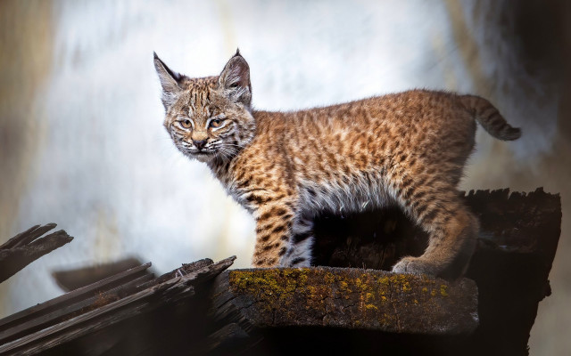 Small cat wood pile wall free wallpaper - medium preview image