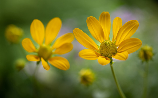Yellow daisy lily lotus sunflower free wallpaper - medium preview image