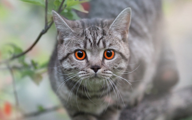 Cat orange eyes on branch free wallpaper - medium preview image