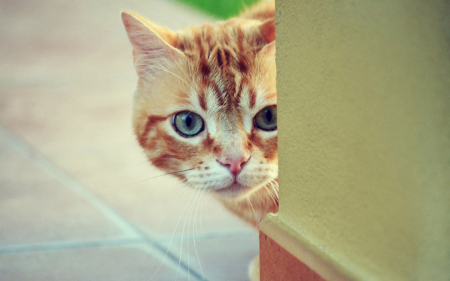 Cat sad blue eyes green free wallpaper - medium preview image