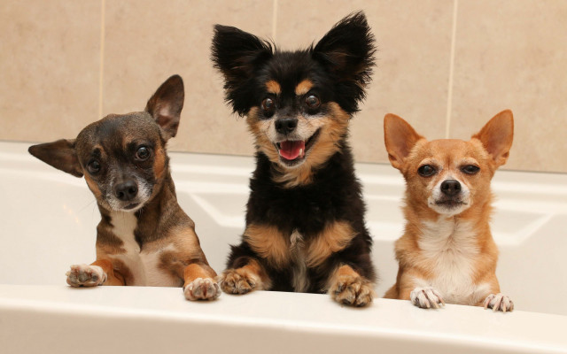 Three small dogs in bathtub free wallpaper - medium preview image
