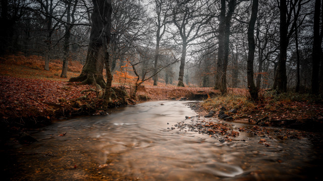 Autumn forest stream leaves bare free wallpaper - medium preview image