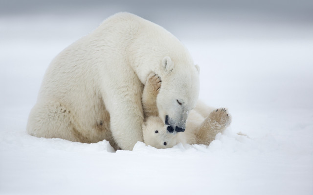 Polar bear cub playing in free wallpaper - medium preview image