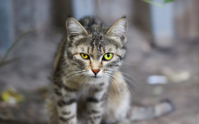 Cat green eyes fence tilt free wallpaper - medium preview image