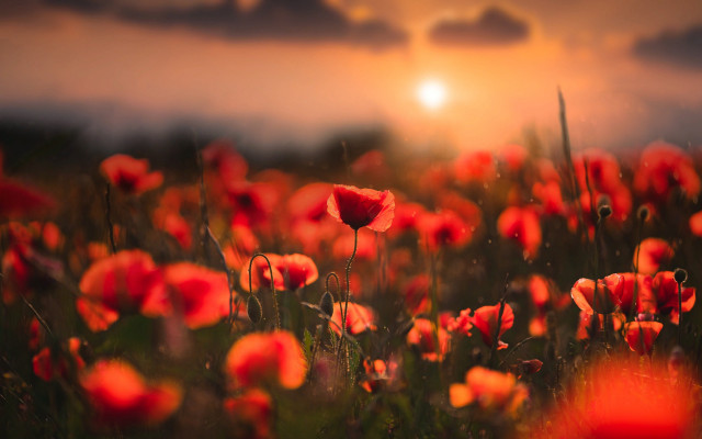 Red flower sunset clouds bloom free wallpaper - medium preview image
