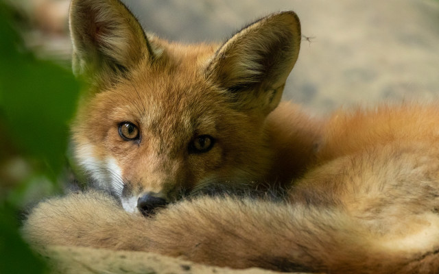 Fox closeup rock plant blurry free wallpaper - medium preview image