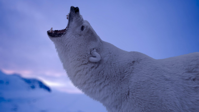 Polar bear open mouth snow free wallpaper - medium preview image