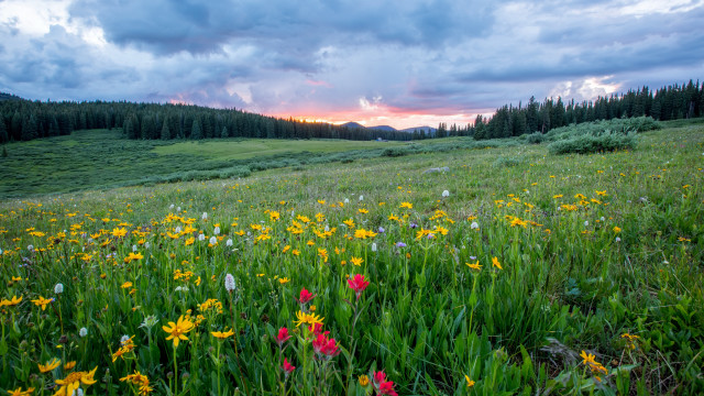 Flower field sunset clouds bushes free wallpaper - medium preview image