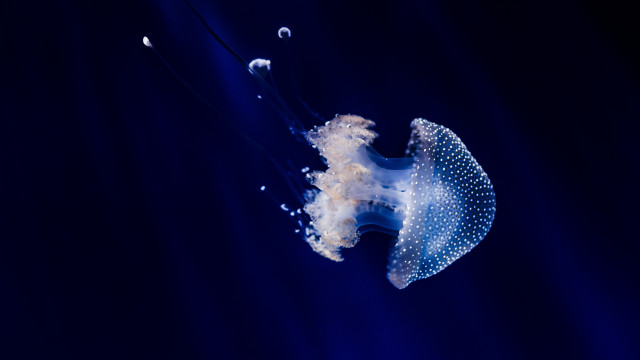 Jellyfish bubbles bioluminescence holography underwater free wallpaper - medium preview image
