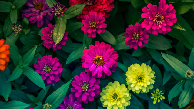 Flowers grass pattern macro bouquet free wallpaper - medium preview image