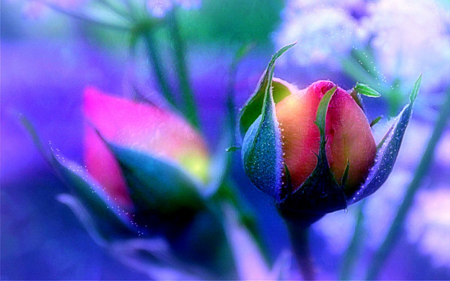 Flower water droplets blurry background free wallpaper - medium preview image