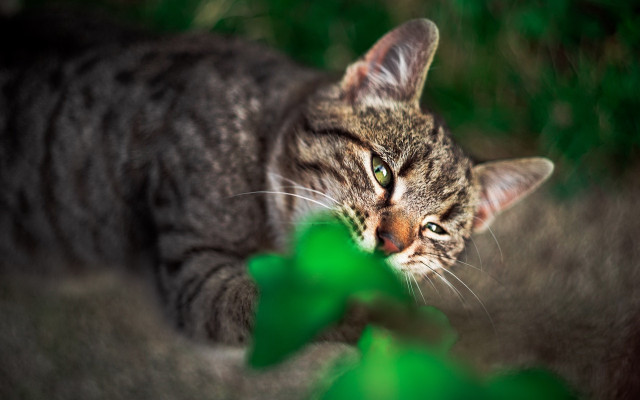 Cat green leaf focus blurry free wallpaper - medium preview image
