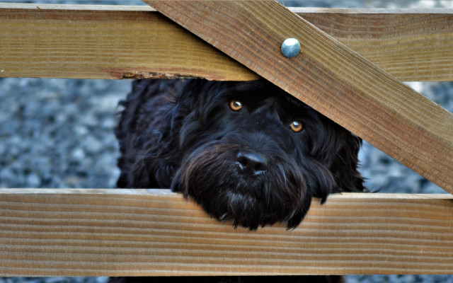 Black dog peeking under bench free wallpaper - medium preview image