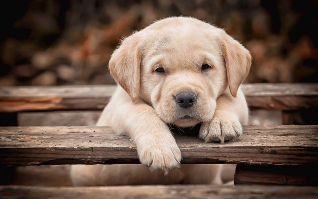 Puppy sitting wooden bench cute free wallpaper - medium preview image