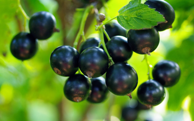 Black berries green leaves bokeh free wallpaper - medium preview image