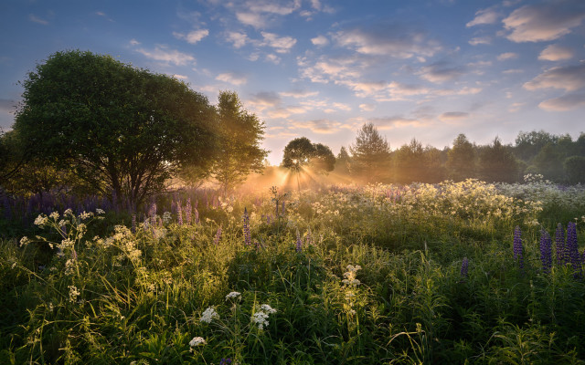 Flower field trees sunrise mountain free wallpaper - medium preview image