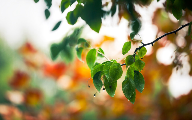 Branch green leaves blurred background free wallpaper - medium preview image