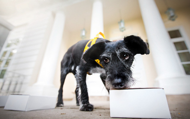 Black dog yellow collar blurry free wallpaper - medium preview image