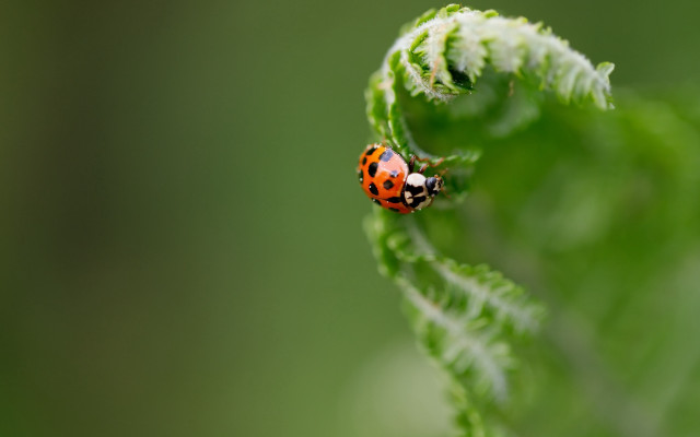 Ladybug greenleaf sun macro nature free wallpaper - medium preview image