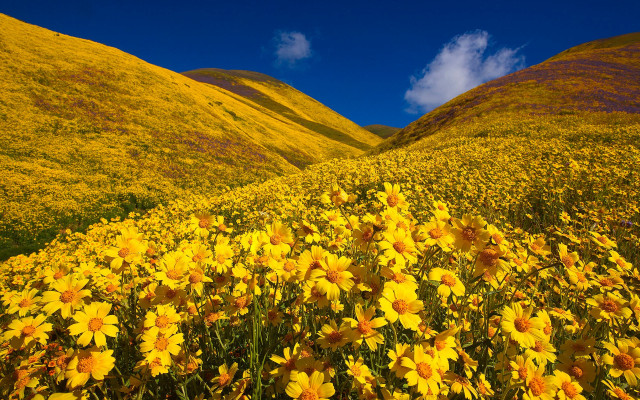Yellow flower hills blue sky free wallpaper - medium preview image