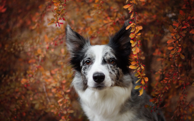 Dog autumn leaves blurry background free wallpaper - medium preview image