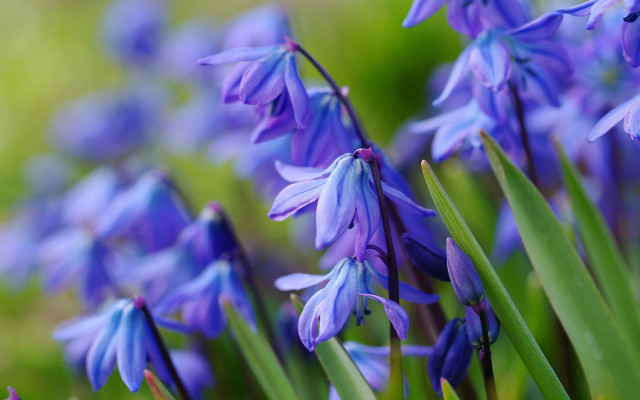Purple flowers grass butterfly bokeh free wallpaper - medium preview image