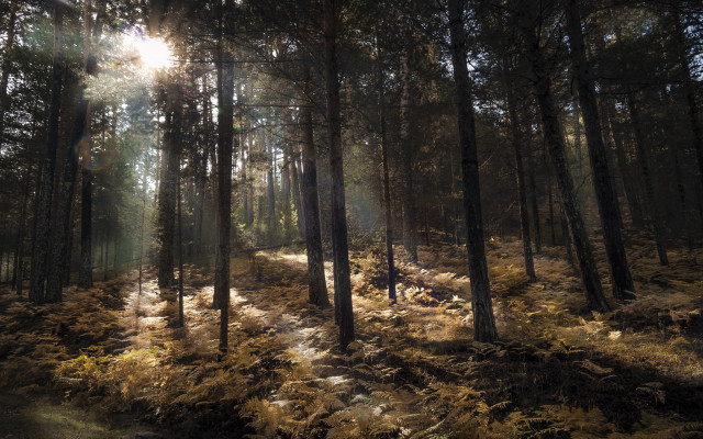 Sunbeam forest ferns path david free wallpaper - medium preview image