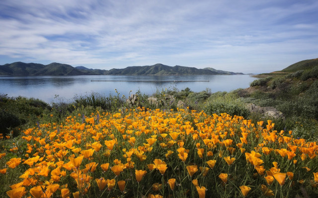 Yellow flowers lake mountains boat free wallpaper - medium preview image