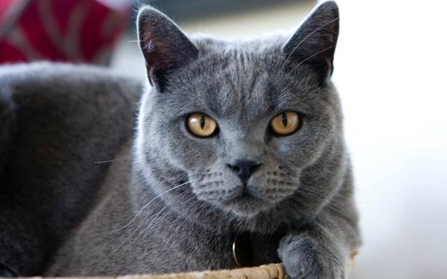 Gray cat yellow eyes basket free wallpaper - medium preview image