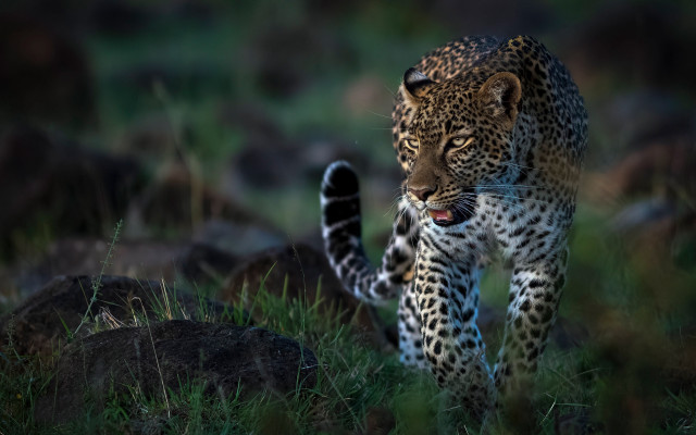Leopard green field rocks sunny free wallpaper - medium preview image