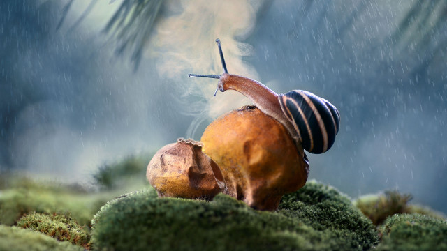 Snail mossy rainy surreal photorealistic free wallpaper - medium preview image