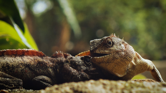 Lizard sunlit rock animals nature free wallpaper - medium preview image
