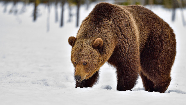 Brown bear snow forest fence free wallpaper - medium preview image