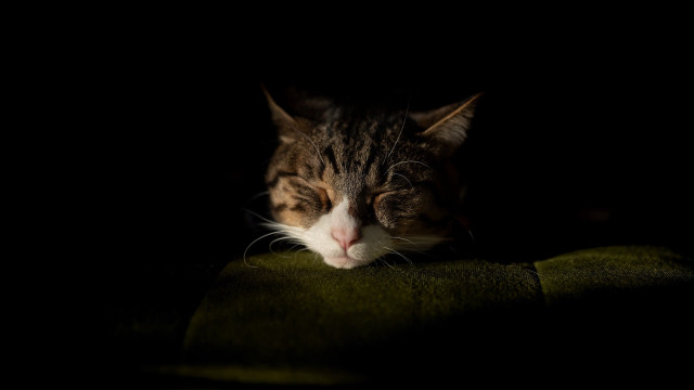 Sleeping cat green blanket dark free wallpaper - medium preview image