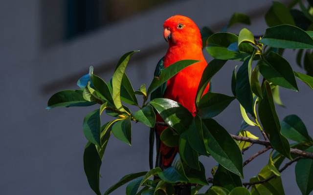 Red parrot branch leaves ecological free wallpaper - medium preview image
