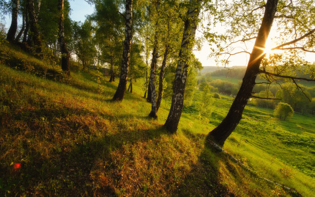 Grassy field trees sunshine autumn free wallpaper - medium preview image