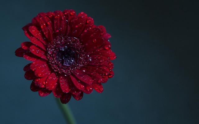 Red flower water droplets dark free wallpaper - medium preview image