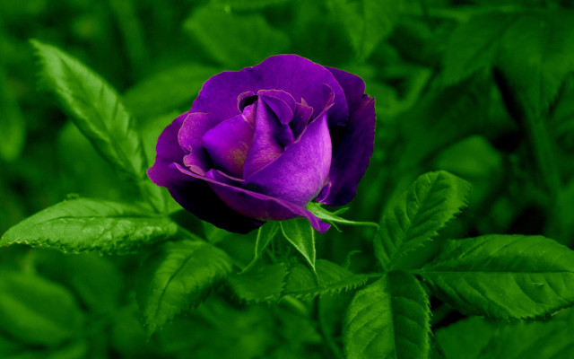 Purple rose green background gothic free wallpaper - medium preview image