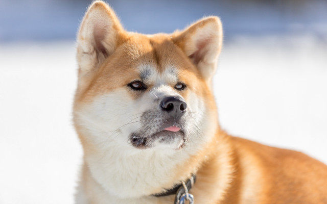 Shiba inu dog snow collar free wallpaper - medium preview image