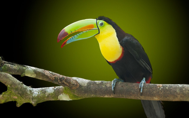 Colorful toucan branch fauvism photorealistic free wallpaper - medium preview image